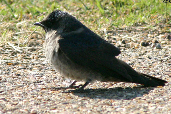 Purple Martin (<i>Progne subis</i>) female at Aransas National Wildlife Refuge. TX.