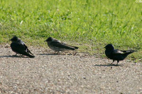 Purple Martin (<i>Progne subis</i>) males & female at Aransas National Wildlife Refuge. TX.