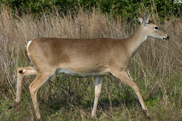 White-tailed deer at Aransas National Wildlife Refuge. TX.