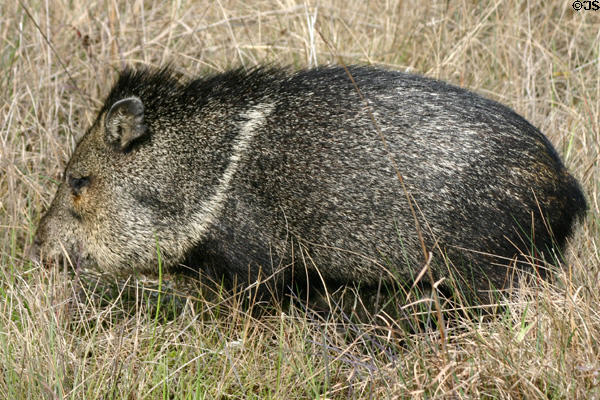 Collared Peccary or Javelina at Aransas National Wildlife Refuge. TX.