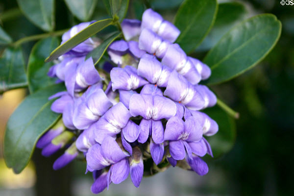 Daniel H. Caswell house flowering plant. Austin, TX.