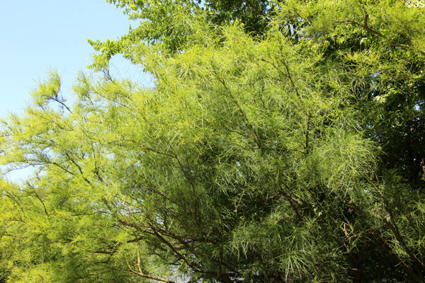 Jerusalem Thorn bush at Chambers House Museum. Beaumont, TX.
