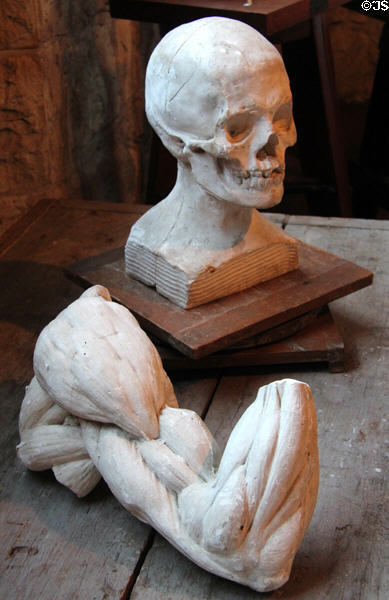 Anatomical studies by Elisabet Ney at Ney Museum. Austin, TX.