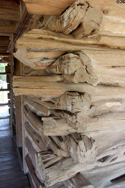 Crape myrtle tree trunk log cabin walls of Frederick Jourdan homestead at Pioneer Farms. Austin, TX.