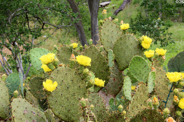 Cactus flowers at Pioneer Village. Gonzales, TX.