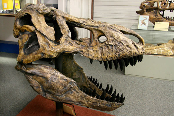 Cast of skull of Tyrannosaurus rex of Late Cretaceous (65 million years ago) era found in Montana at BYU Earth Science Museum. Provo, UT.