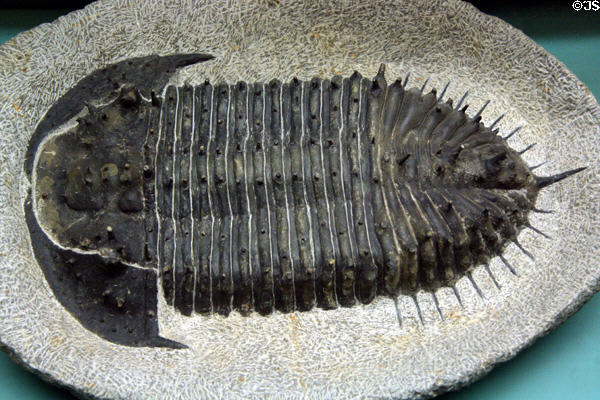 Trilobite (<i>Burmeisterella sp.</i>) of Lower Devonian era found in Morocco at Museum of Ancient Life. Lehi, UT.