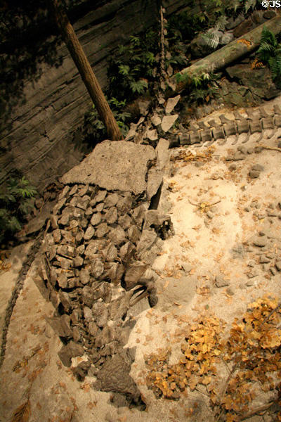 Gargoyleosaurus of Late Jurassic (140 million years ago) era found in Wyoming at Museum of Ancient Life. Lehi, UT.
