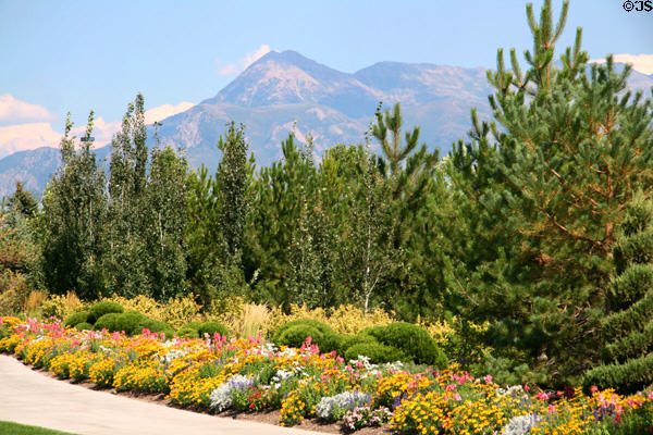 Pines against mountains at Thanksgiving Point Gardens. Lehi, UT.
