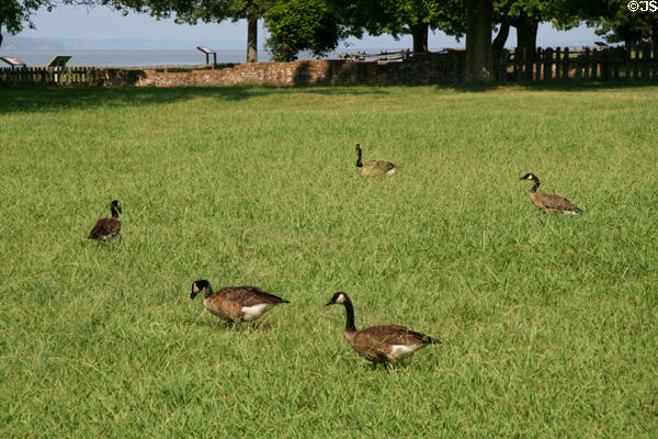 Geese wander grounds of Jamestown Colonial National Park. Jamestown, VA.