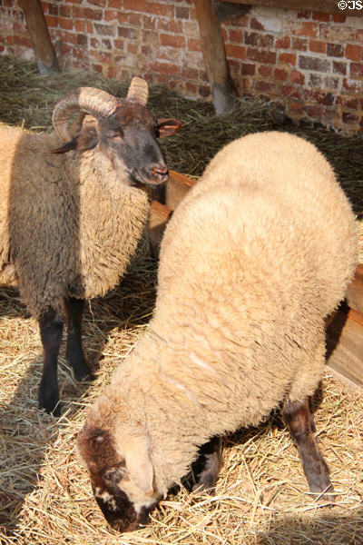 Sheep at Mt Vernon. Washington, VA.