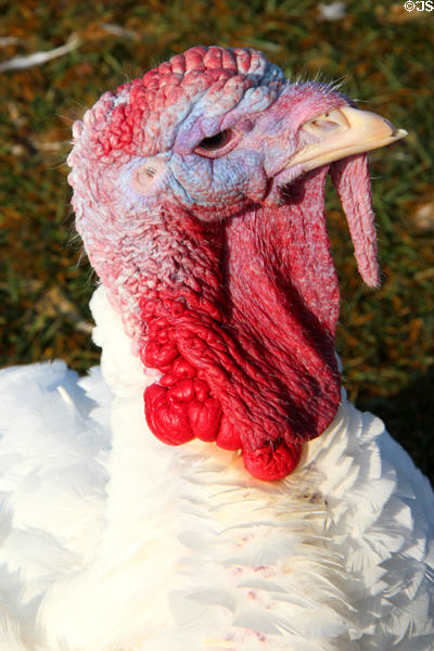 Presidential pardoned Thanksgiving turkey lives at Mt Vernon. Washington, VA.