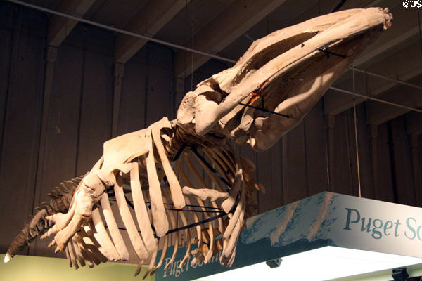 Whale skeleton displayed in Pacific Science Center. Seattle, WA.