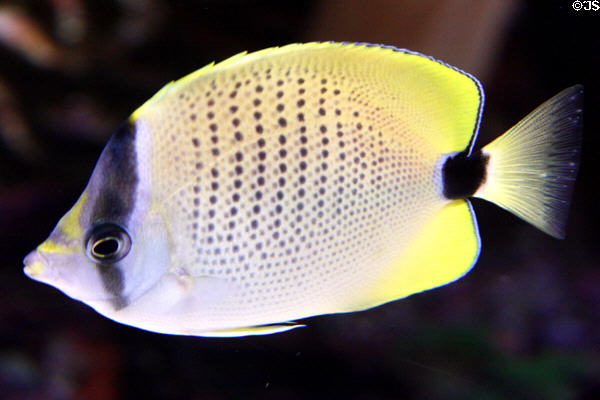 Surgeonfish at Seattle Aquarium. Seattle, WA.