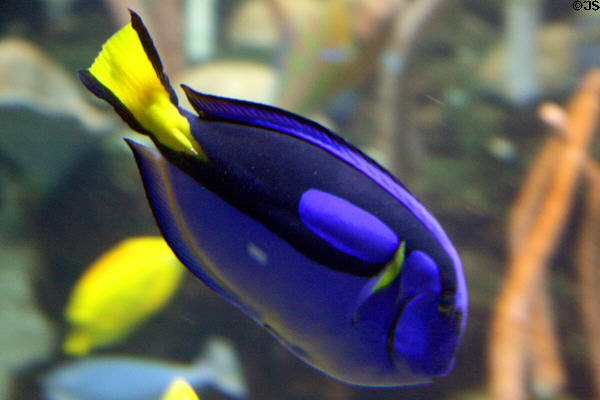 Blue surgeonfish at Seattle Aquarium. Seattle, WA.
