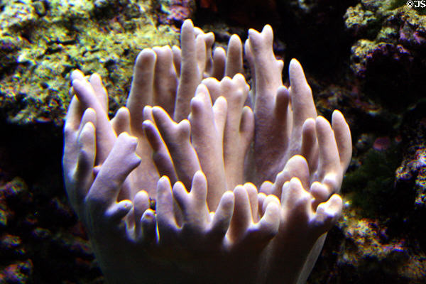 Corals at Seattle Aquarium. Seattle, WA.