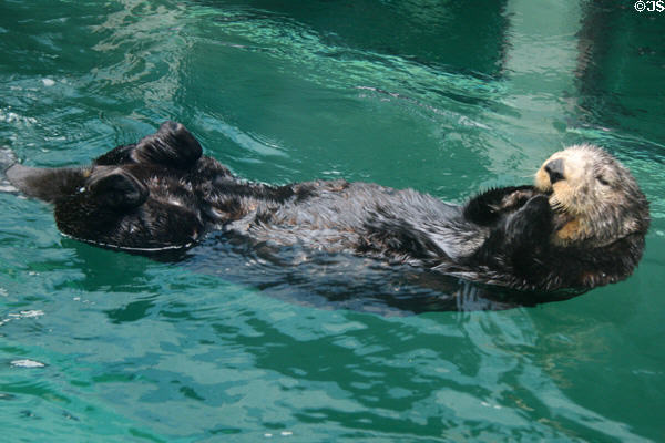Sea Otter at Seattle Aquarium. Seattle, WA.