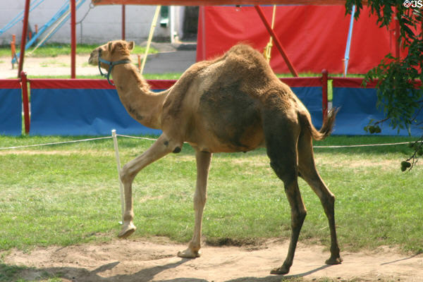 Dromedary at Circus World Museum. Baraboo, WI.