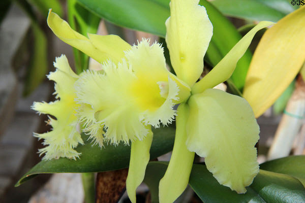 Yellow Orchid in C. Fred Edwards Conservatory at Huntington Museum of Art. Huntington, WV.
