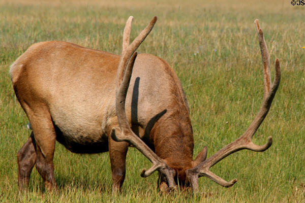 Antlers of grazing elk at Yellowstone National Park. WY.