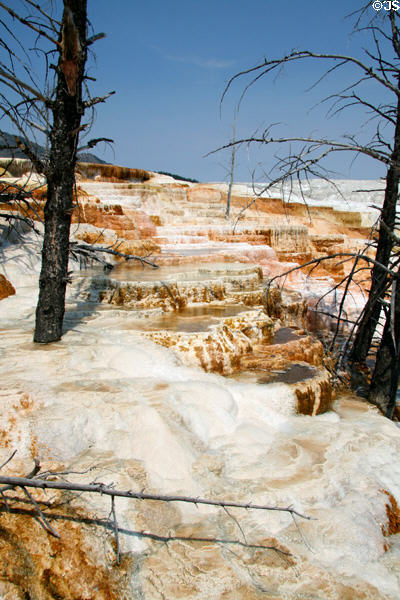 Dead trees embedded at Minerva Terrace of Mammoth Hot Springs in Yellowstone National Park. WY.