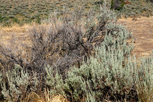 Scrub of Grand Teton National Park. WY.
