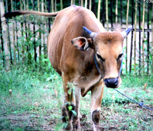 Balinese cows are their own breed. Bali, Indonesia.
