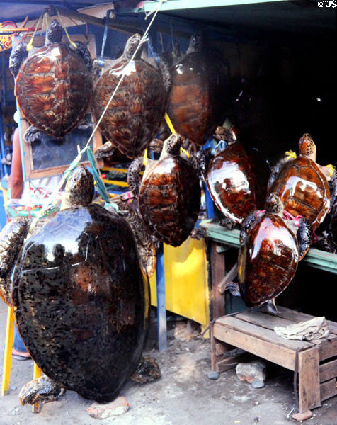 Sea turtles for sale as souvenirs. Bali, Indonesia.