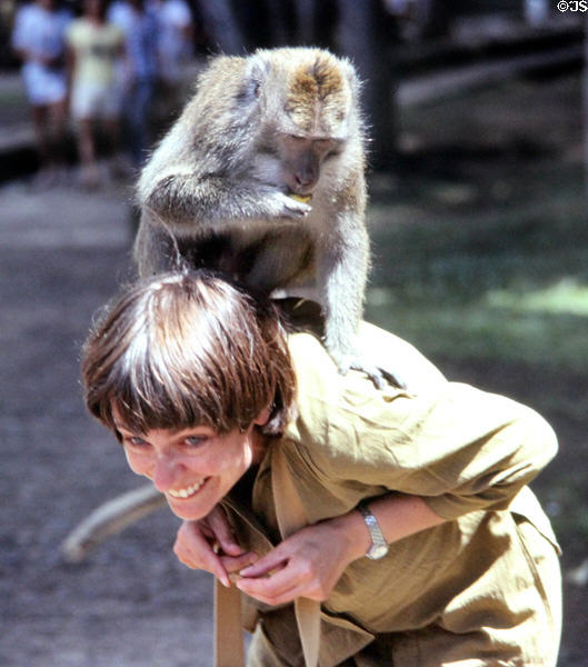 Tourist ends up with monkey on head at monkey temple. Bali, Indonesia.