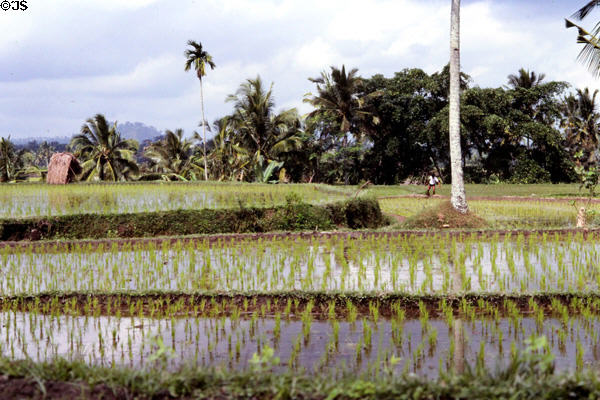 Rice paddy. Bali, Indonesia.
