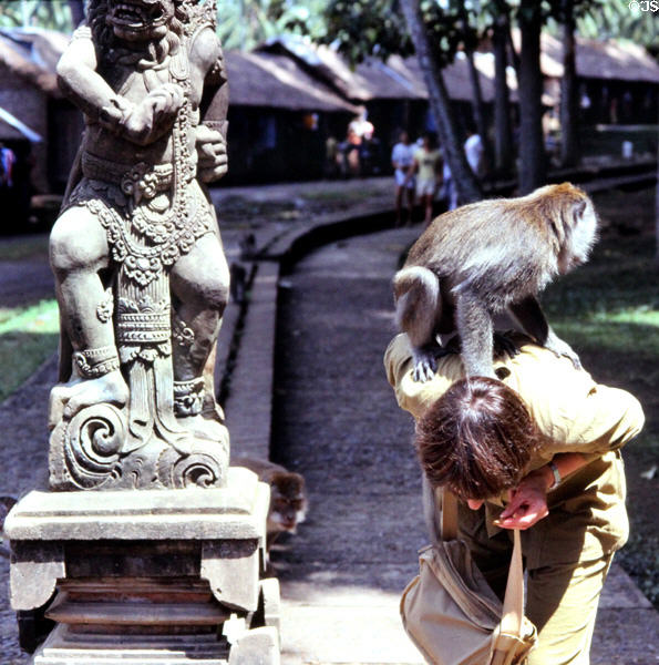 Monkey climbs on visitor at Balinese temple. Bali, Indonesia.