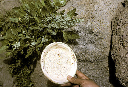 Kinua plant & grain it produces on farm near Puno. Peru.