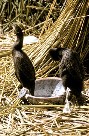 Domesticated cormorants on Uros Floating Islands, Lake Titicaca. Peru.