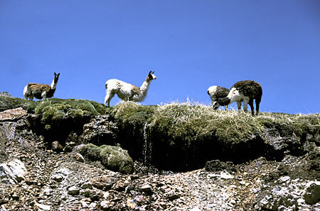 Domestic llamas along Chivay Road. Peru.