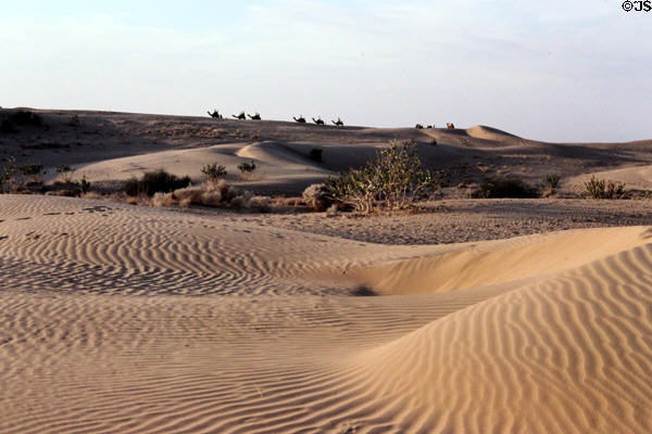 Shifting shapes of Sam Sand Dunes with camels in distance. India.