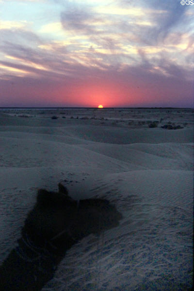 Camel watches sunset at Sam Sand Dunes National Park. India.