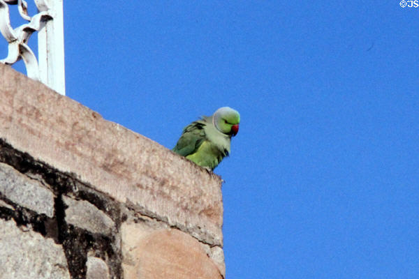Roseringed parakeet (<i>Psittacula krameri</i>) at Sardar Sammand. India.