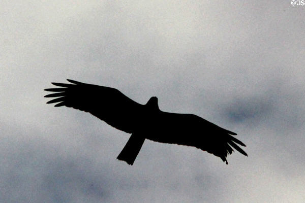 Brahimy Kite (<i>Haliastur indus</i>) above Jodhpur. India.