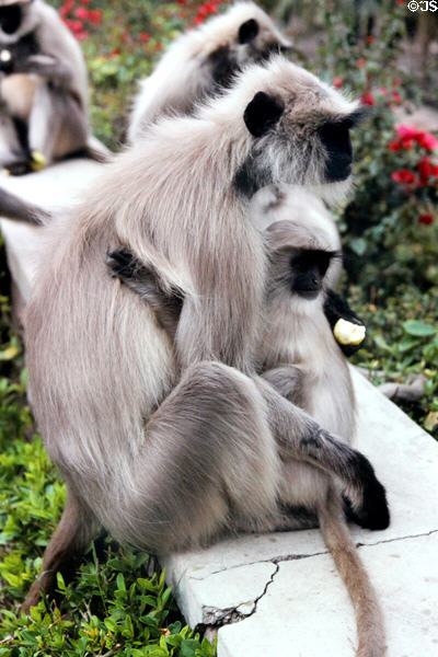 Langur monkeys in gardens of Jodhpur. India.