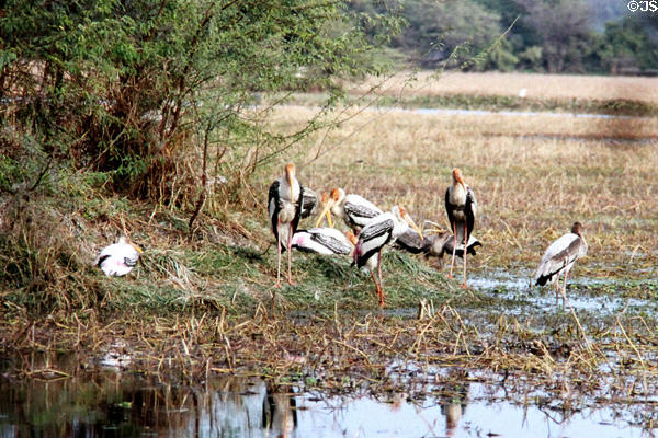 Painted storks (<i>Mycteria leucocephala</i>) near a tree at Bharatpur. India.