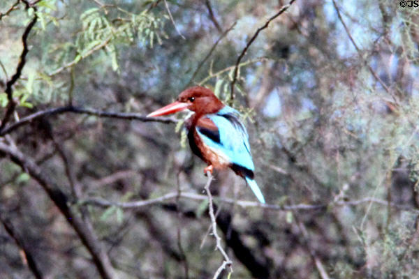 Dorsal view of White-Breasted Kingfisher <i>Halcyon smyrnensis</i> at Bharatpur. India.