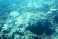 Coral along ocean floor forming Great Barrier Reef. Australia.