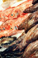 Fish packed on ice for sale in Sydney Fish Market. Sydney, Australia.