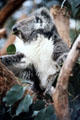 Koala munches on leaves at Melbourne Zoo. Melbourne, Australia.