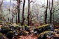 Rock strewn forest on climb to Takstang, Tiger's Nest, in Paro. Bhutan.