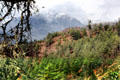 Mountains & forest on climb to Tiger's Nest in Paro. Bhutan.