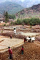 Farmers plowing fields in Paro. Bhutan.