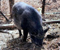 Pig rooting through dirt in Paro. Bhutan.