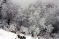 Snow covered trees along Dochu La Pass. Bhutan.