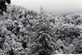 Snow covered forest seen from Dochu La Pass. Bhutan